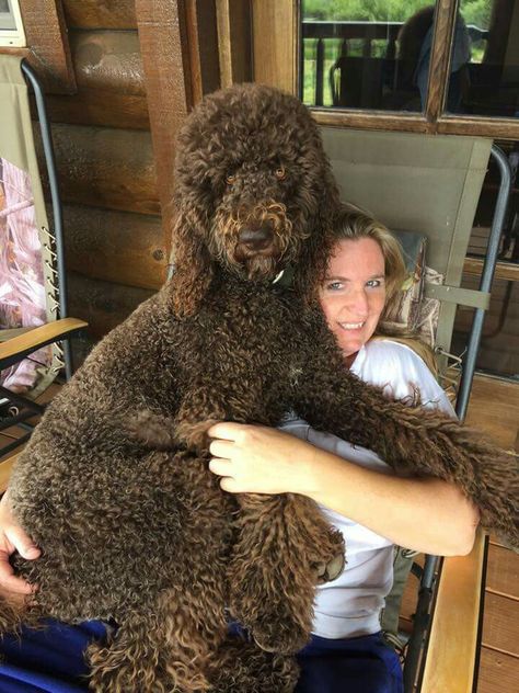 Big Brown poodle Giant Poodle Dog, Curly Dog, Giant Poodle, Brown Poodle, Standard Poodles, Standard Poodle, How Big Is Baby, Sharing Board, Big Dogs