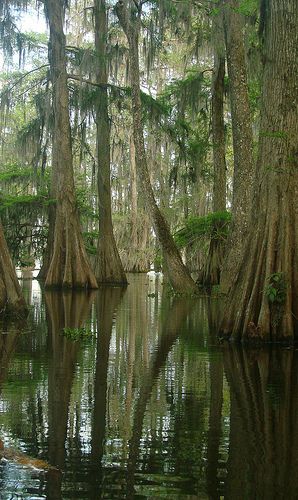 Cypress Tree Forest - Lake Martin, Cypress Island Nature Preserve, Louisiana Louisiana Swamp, Cypress Swamp, Louisiana Bayou, Louisiana Art, Princess And The Frog, Cypress Trees, John Muir, Tree Forest, The Princess And The Frog