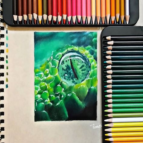 Snake Colour Pencil Drawing, Colouring Pencil Art, Drawing Reptiles, Pencil Colour Painting, Colour Pencil Drawing, Art Markers Drawing, Snake Drawing, Prismacolor Art, Best Friend Drawings