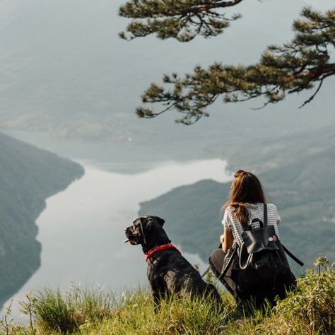 Dog Hiking Photography, Adventures With Dogs, Dog Travel Aesthetic, Trained Dog Aesthetic, Roadtrip With Dog, Dog In Mountains, Dog Training Aesthetic, Traveling With Dog, Dogs In Nature