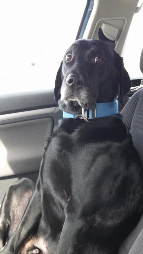 My Female Friend Claims She's A Great Driver, Her Dog Thinks Otherwise Funny Dog Memes, Memes Humor, Funny Animal Memes, Funny Animal Pictures, Dog Memes, Funny Stories, Mans Best Friend, 귀여운 동물, Animal Memes