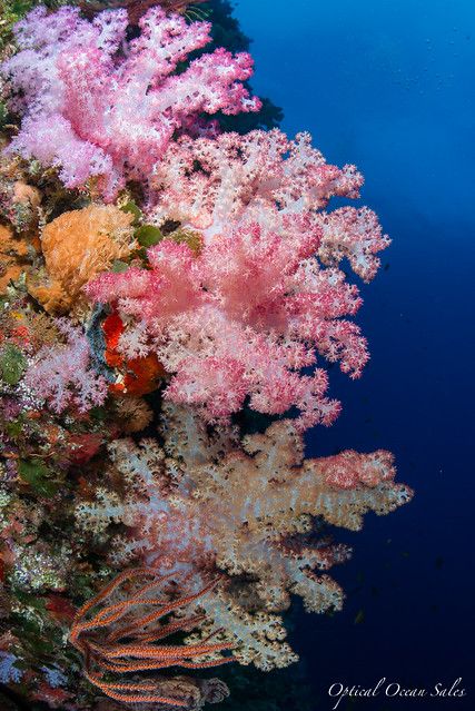 Coral Reef Photography, Coral Bouquet, Beautiful Underwater, Marine Plants, Fauna Marina, Life Under The Sea, Coral Garden, Coral Art, Under The Ocean