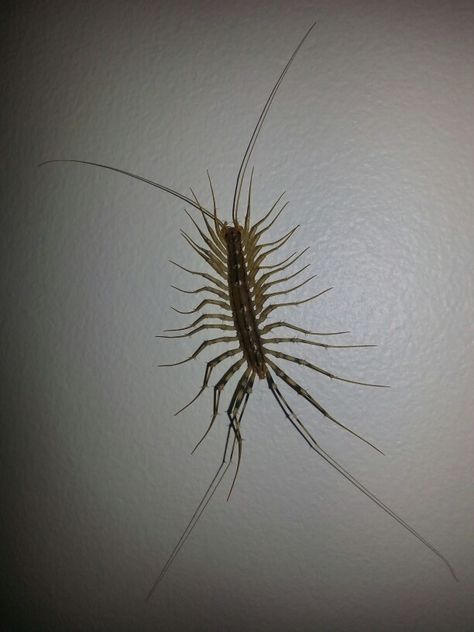 Silverfish on the wall at work. These things are gross! Gross Bugs, Gross Aesthetic, Creepy Insects, Contact Photos, Bug Games, Centipedes, Plant Insects, Insect Tattoo, Cool Bugs