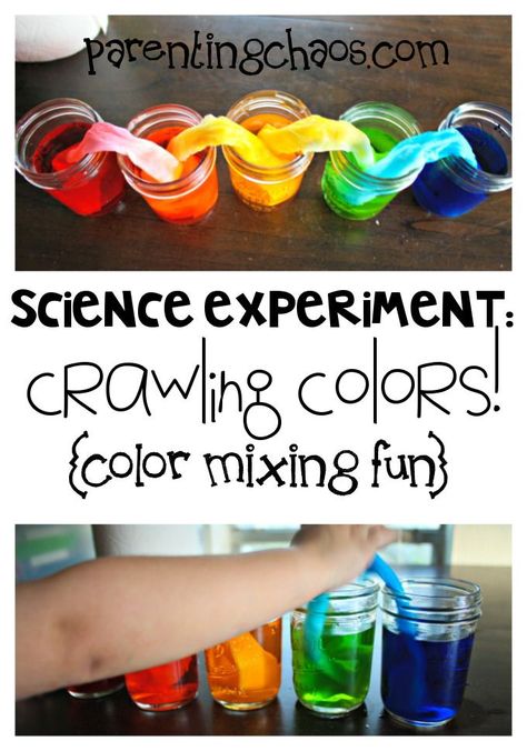 Crawling Colors! A FUN Science Experiment in Color Mixing. Preschool Colors, Kid Experiments, Science Activities For Kids, Cool Science Experiments, Kindergarten Science, Stem Projects, Preschool Science, Science Experiment, Homeschool Science