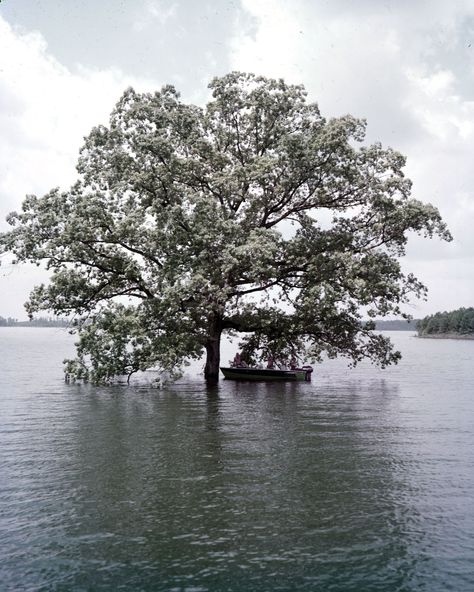 Flashback: How rolling acres of land became Lake Lanier, metro Atlanta’s largest source of drinking water Lake Lanier Georgia Haunted, Lake Lanier Georgia, Southern Drinks, Deep Summer, Georgia History, Lake Lanier, Villain Names, The Descendants, Acres Of Land