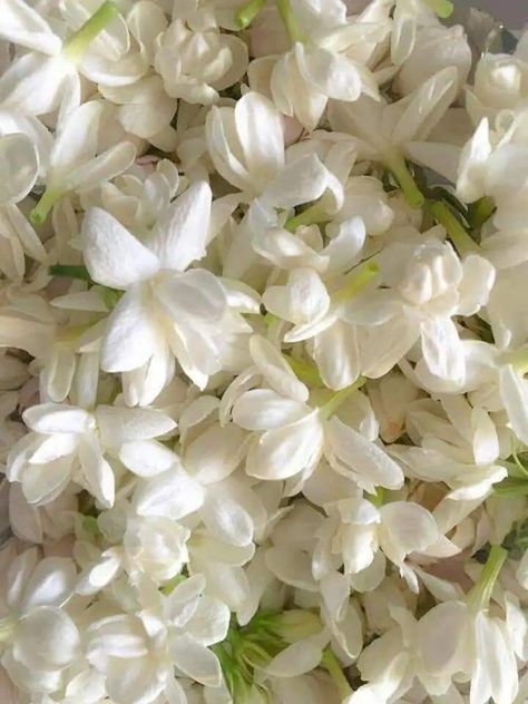 Jasmine Perfume Aesthetic, Indian White Aesthetic, Floral Scent Aesthetic, Jasmine Scent Aesthetic, White Jasmine Flower Aesthetic, Jasmin Core Aesthetic, Jasmine Flower Aesthetic Wallpaper, White Indian Aesthetic, Jasmines Aesthetic