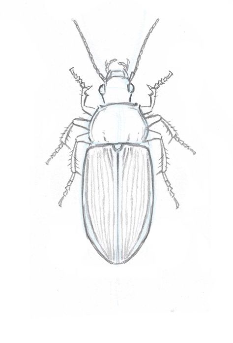 How to Draw Insects: Understanding and Drawing the Legs (part 2) How To Draw Insects, Draw Insects, Drawing Insects, Insect Art Projects, Mobiles Art, Beetle Drawing, Bugs Drawing, Drawing Legs, Beetle Art