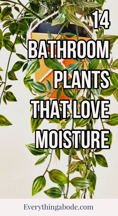 Bathroom Plants Decor, Best Bathroom Plants, Lily Plants, Inside Plants, Growing Plants Indoors, Aloe Plant, Pothos Plant, Bathroom Plants, Lifestyle Ideas