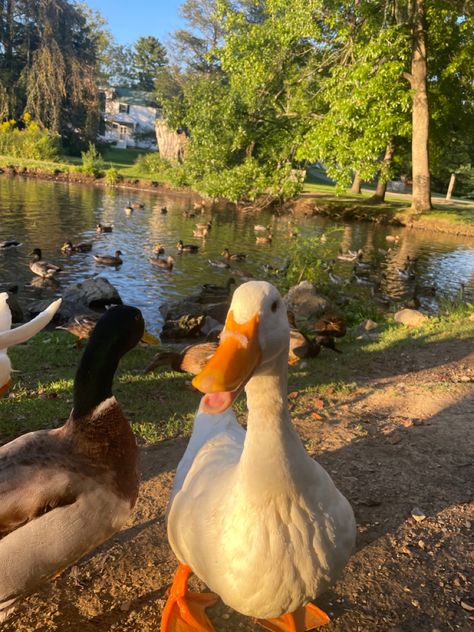 Comment if you like ducks!🦆🦆 Cottagecore Animals, A Soft Life, Pet Ducks, Dream Farm, Farm Lifestyle, Future Farms, Soft Life, Pretty Animals, Animal Sanctuary