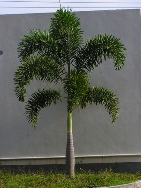 Large Potted Palms Outdoor, Fox Tail Palm Tree, Palm Tree Varieties, Hawaiian Palm Trees, Foxtail Palm Landscaping, Palm Trees In Pots Outdoors, Garden Ideas Philippines, Foxtail Palm Tree, Poolside Landscaping