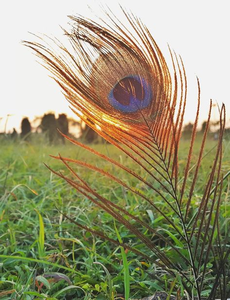 More Pankh, Cool Desktop Backgrounds, Scary Backgrounds, Creepy Backgrounds, Rainbow Pictures, Cute Pink Background, Backgrounds Girly, Grass Wallpaper, Kawaii Background