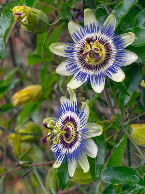 Passion flower: How to plant, grow and care for passion flowers in the UK | House & Garden Tropical Flowers Aesthetic, Exotic Flowers Beautiful, Exotic Flowers Tropical, Passion Flower Plant, Plants Reference, Exotic Aesthetic, Cover Ups Tattoo, Passion Fruit Flower, Blue Passion Flower