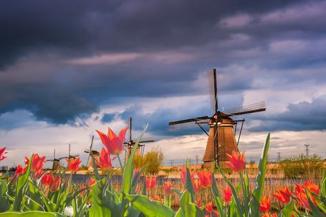 Majestic evening in Holland, traditional landscape with tulips and windmills, Netherlands Netherlands Landscape, Netherlands Windmills, Windmills Photography, Dutch Windmills, Traditional Landscape, Wind Turbine, Holland, Tulips, Netherlands