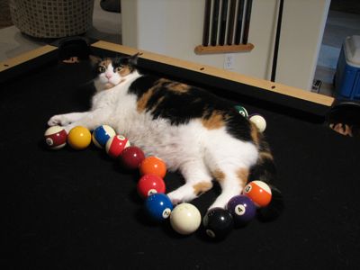 while googling pool table ideas, I came across this.  I knew you cat owner could relate. @Erin Eller Sammons@Mia White @Melody Foster Pool Table Ideas, Cat Pool Table, 8 Ball Pool Table, Mustang Pool Table, Cat Trap, Billiards Pool Ball Order, Cat Traps, Cat Puns, Cat Balls Meme