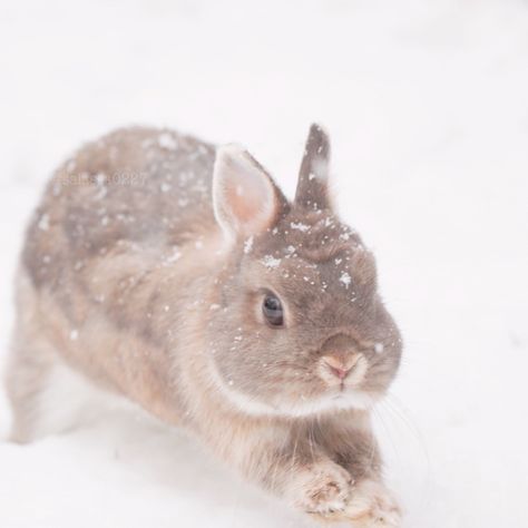 Bunnies In Snow, Bunny In Snow, Cute Bunny Pictures, Snow Bunny, Bunny Pictures, Pet Bunny, Kawaii Bunny, Snow Bunnies