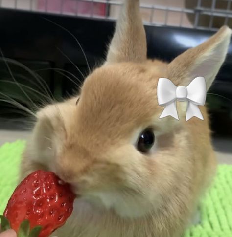 Cute Bunny Pfp, Rabbit Pfp, Bunny Pfp, Rabbit Strawberry, Cutest Bunny Ever, Strawberry Bunny, Animal Hugs, English Bulldog Puppies