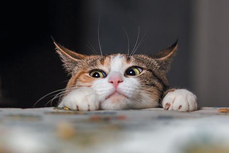 A curious cat peering out over a table. Gatto Carino, Cat Urine, Two Cats, Cat Mouse, Feral Cats, Ginger Cats, Ragdoll Cat, Domestic Cat, Drink Milk