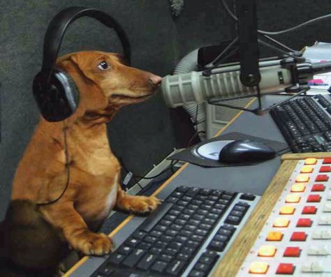 We couldn't be happier to report that the first and only full-time canine radio host in America is a Dachshund:  Meet 'Hobbes!'  This han... Weenie Dogs, Silly Dogs, Dachshund Puppies, Dachshund Love, Silly Animals, Weiner Dog, Wiener Dog, Funny Animal Memes, Dachshund Dog