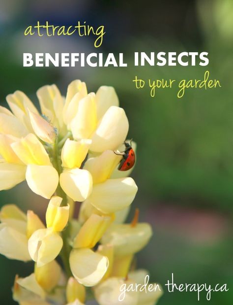 Aphid Control, Slugs In Garden, Organic Insecticide, Garden Therapy, Organic Pesticide, Best Pest Control, Japanese Beetles, Attracting Beneficial Insects, Garden Insects