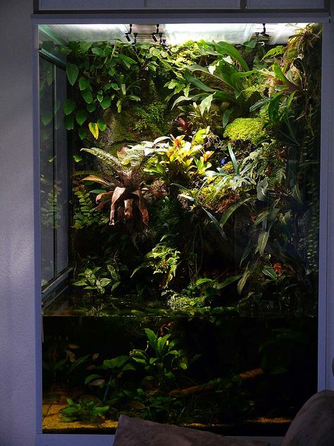 Thomas Ackermann Big Terrarium, Dart Frog Vivarium, Frog Terrarium, Gecko Terrarium, Fish Tank Terrarium, Reptile Room, Reptile Tank, Aquarium Landscape, Reptile Terrarium