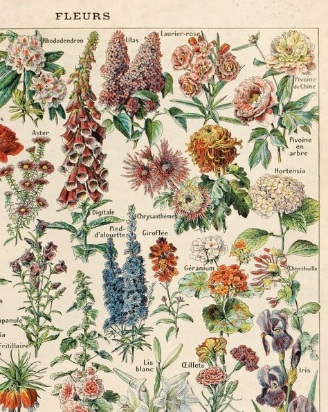 Educational Chart, Flower Canvas Wall Art, French Flowers, Botanical Wall Decor, Illustration Botanique, Have Inspiration, Vintage Botanical Prints, Antique Illustration, French Garden