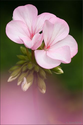 Flores Pinterest Flowers, Geranium Plant, Pink Geranium, Geranium Flower, Red Geraniums, All Flowers, Exotic Flowers, Flower Beauty, Delicate Flower