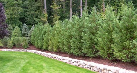 Even an experienced landscaper can make the mistake of thinking that their trees will pretty much ‘take care of themselves’... Privacy Landscaping Backyard, Privacy Fence Landscaping, Row Of Trees, Shrubs For Privacy, Leyland Cypress, Privacy Trees, Backyard Trees, Landscaping Trees, Privacy Plants