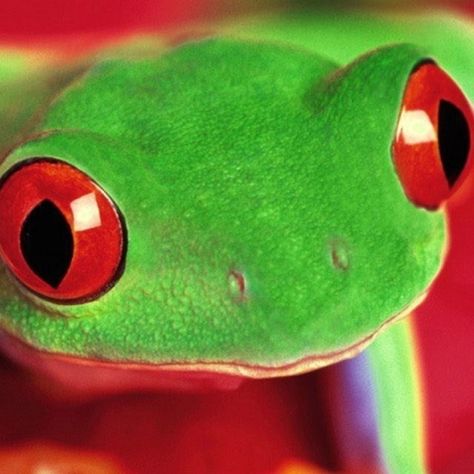 red-eyed tree frog Bengal Cat Breeders, Red Eyed Tree Frog, Bengal Kitten, Green Palette, Power Colors, Kitten Pictures, Tree Frog, Red Butterfly, Frog And Toad