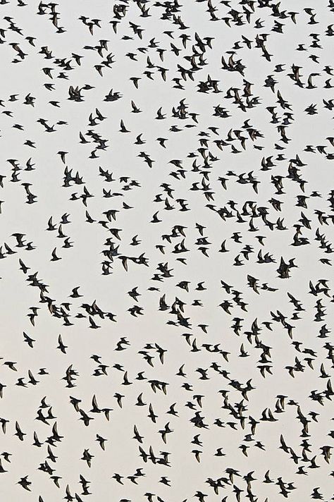 Bird Flock at Point Isabel Flock Of Birds Photography, Art Grimoire, Birds Flocking, Bird Footprint, Flocks Of Birds, Bird Aesthetic, Flock Of Crows, Bird Flock, Bird Attack