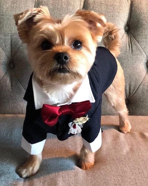 LUKE is an elegant dog tuxedo, whether it's for wedding, birthday party, or engagement, no matter the occasion! Pattern specially designed for small breedslike, chihuahua, yorkshire, poodle toy , etc. This tuxedo incorporates a jacket, shirt, tie or bow tie and a handkerchief. The tux has a velcro closure for comfort. Available in different colors so it can be matched with the suit of the groom, or whatever you like it! White, black, gray, beige, green, red ... you choose! * The tuxedos are tail Red Tux, Dog Tux, Cat Tuxedo, Formal Dog, Dog Wedding Attire, Cat Suit, Red Quince, Dog Tuxedo, Dog Suit