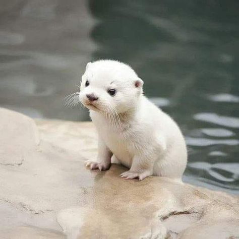 We Love Otter | A pretty otter 🦦 Baby Otter, Cute Otter, Otters Cute, Baby Otters, Cute Small Animals, Pretty Animals, Silly Animals, Photo Of The Day, Fluffy Animals