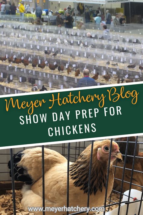 Show Day Prep For Chickens for Competitions such as 4H, County Fair, FFA and State Fair 4h Chicken Showing, Showing Chickens For 4h, Show Chicken Pens, Poultry Showmanship, Chicken Showing, Show Chickens, 4h Fair, Chicken Poster, Bred 11