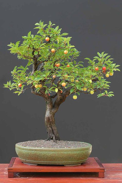 Lemon Tree Bonsai, Growing Fruit Trees Indoors, Apple Bonsai, Bonsai Orange Tree, Bonsai Cherry Tree, Bonsai Apple Tree, Fruit Bonsai, Bonsai Landscape, How To Grow Bonsai