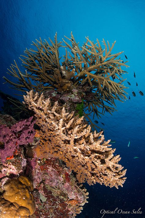 Hard Coral, Fiji. Shot with D800 in Nauticam Housing. Coral Life, Woodlice, Ocean Garden, Hard Coral, Cnidaria, Biome, Underwater Photography, Sealife, Coral Reef