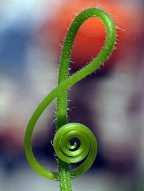 music note plant : ) Foto Macro, Photography Ideas At Home, Photo Animaliere, Nature Music, Treble Clef, Foto Art, Spiral Design, Water Droplets, Foto Inspiration