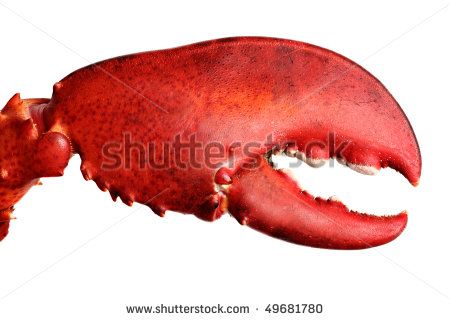 Lobster Claw Stock Photos, Images, & Pictures | Shutterstock Crab Monster, Cooked Lobster, Food For Special Event, Lobster Tail, Lobster Meat, Lobster Tails, Lobster Claws, Vegetable Drinks, Exotic Fish