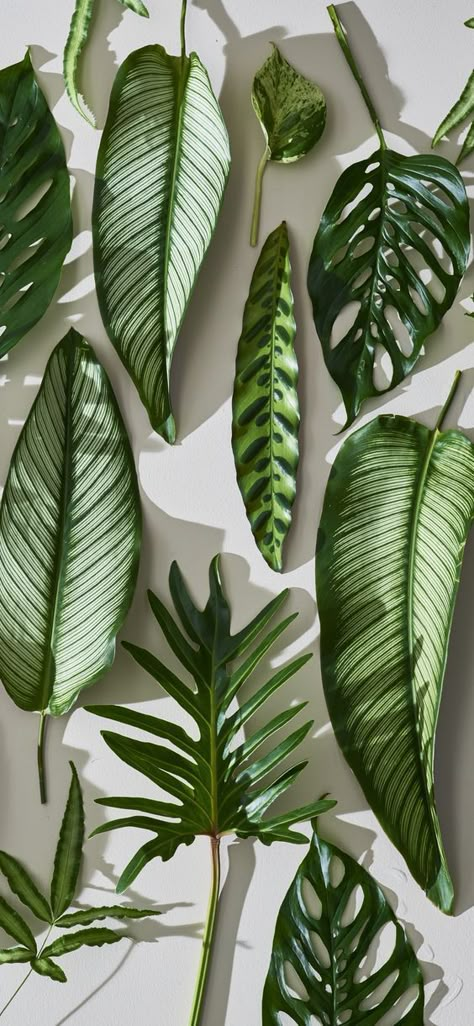 /// Wallpaper Plants, Plants Wallpaper, Holiday Swag, Trendy Plants, Plant Background, Christmas Aesthetic Wallpaper, Flowers Background, Wallpaper Flower, Plant Photography