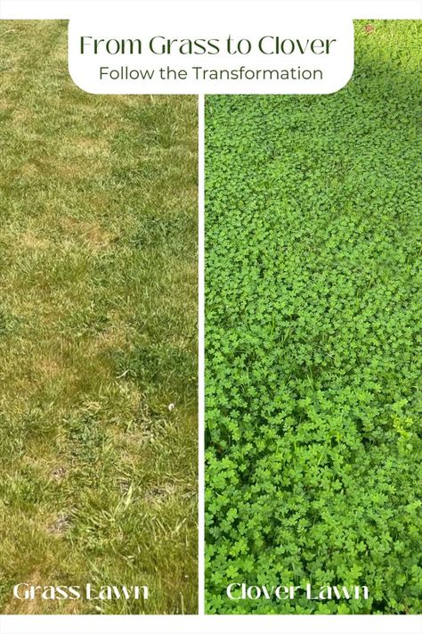 Clover Lawn, Grass Alternative, Lawn Alternatives, Lawn And Landscape, Beautiful Patios, Ground Cover Plants, Front Lawn, Garden Yard Ideas, Ground Cover