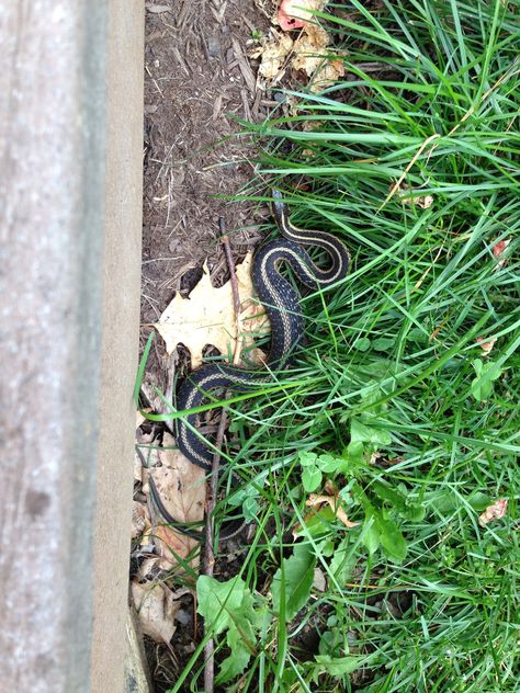 Snake in the grass Snake In The Grass, Outdoor Pictures, The Grass, Animals