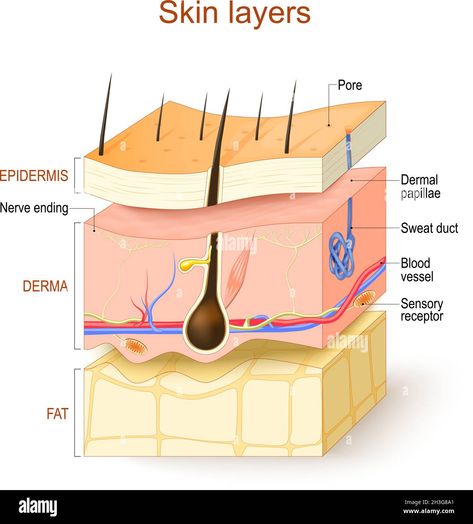 Download this stock vector: Skin layers. Epidermis, Derma, Hypodermis. Structure of the human skin: Hair, Sensory receptor and Nerve ending, Blood vessel, Pore, Dermal papillae - 2H3G8A1 from Alamy's library of millions of high resolution stock photos, illustrations and vectors. Skin Layers Anatomy Project, Skin Anatomy, Hair Science, Facial Anatomy, Skin Layers, Basic Anatomy And Physiology, Paper Flower Patterns, Skin Model, Photo Layers