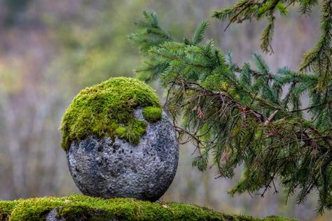 3 Small Japanese Garden Ideas for Backyards - MyGardenLife Japanese Garden Ideas Backyard, Japanese Rock Garden Design, Moss On Stone, Small Japanese Garden Ideas, Diy Japanese Garden, Japanese Courtyard Garden, Grow Moss, Indoor Zen Garden, Japanese Garden Style