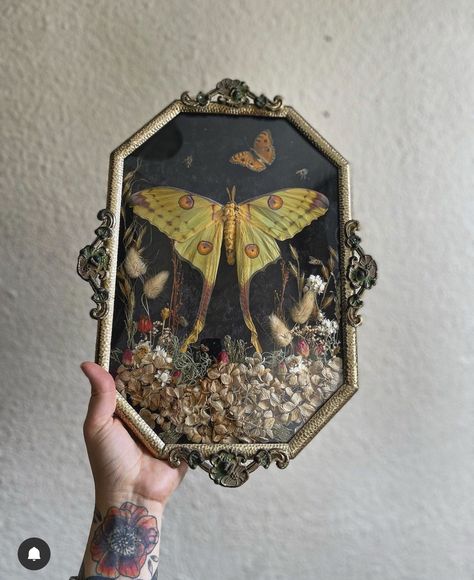 Butterfly House Decor, Bug Home Decor, Moth Taxidermy Decor, Bug Pinning Display, Moth Frame, Pinned Bugs, Framed Bugs, Framed Moth, Insect Frame