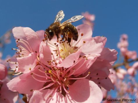 Bee on peach blossoms by Snezana Petrovic Animals Inspiration, Bee And Flower, Small Bees, Soft Aesthetic, Wildlife Photos, Bee Art, Peach Flowers, Creative Instagram Stories, Peach Blossoms