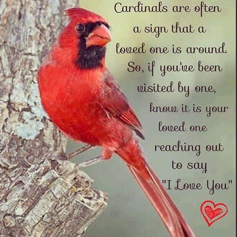 I’ve had so many visits lately by these birds. Cardinal Sayings, Cardinals Birds Meaning, Cardinal Birds Meaning, Cardinal Meaning, Cardinal Quotes, Cardinal Symbolism, Bird Meaning, Bird Quotes, Heaven Quotes