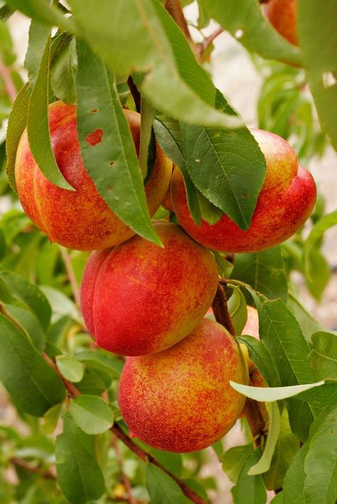 caring for nectarine trees Fruit Cocktail Tree, Nectarine Fruit, Organic Fruits And Vegetables, Fall Garden Vegetables, Fall Fruits, Fast Growing Trees, Growing Grapes, Beautiful Fruits, Fruit Cocktails