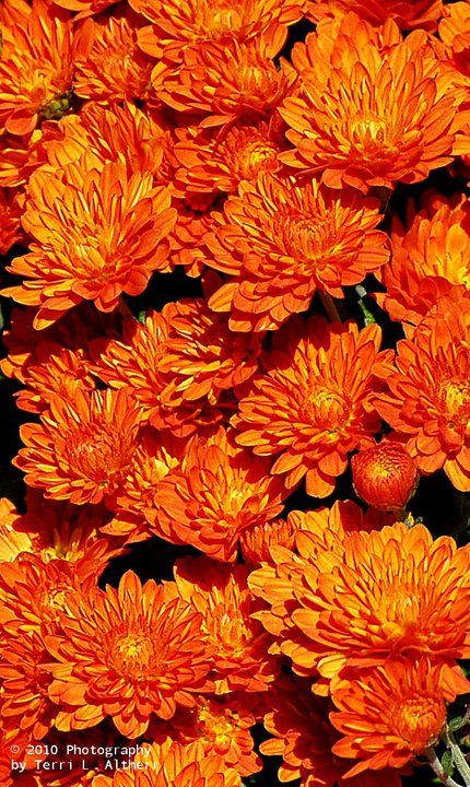 Pretty orange fall Mums. Flowers Berm Garden, Orange Mums, Autumn Cottage, Fall Mums, Mums Flowers, Flowers Pretty, Pretty Orange, Sun Plants, Fall Theme