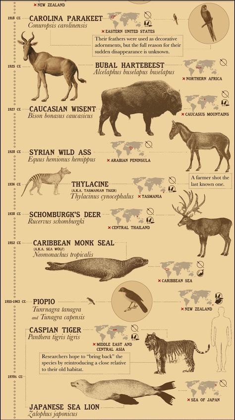 Extinct animals due to human activity (timeline) Extinct Plants, Names Of Birds, Bear Scouts, Pig Breeds, Biblical Paintings, Ancient Tomb, Ancient Animals, Extinct Animals, Human Activity