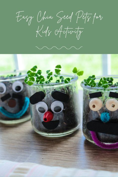 Chia Seed Plant Ideas, How To Make A Chia Pet, Chia Seed Growing Fun, Kids Seed Planting Activity, Easy Seeds To Grow With Kids, Chia Seed Pet, Homemade Chia Pets, Seeds Crafts Preschool, Chia Pets Diy How To Make