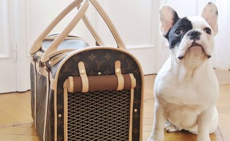 Louis Vuitton Dog Carrier, Dog Holder, Designer Dog Carriers, Designer Dog, Dog Carrier, Pet Carriers, Cat Rescue, High End Fashion, Pet Bed