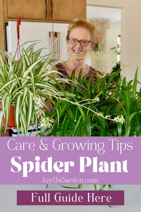 Spider Plants are 1 of the easiest-care houseplants. Our in-depth care guide details Spider Plant care, Airplane Plant care, & Ribbon Plant care. Learn how to grow Spider Plants & all about growing Spider Plants including Spider Spider Plant light requirements, Spider Plant watering, Spider Plant babies, Spider Plant flowers, Spider Plant soil, Spider Plant pruning & Spider Plant propagation. This is a great hanging houseplant to for your indoor plant collection. Keep your Spider Plant thriving! Propagating Spider Plants, Spider Plant Care Guide, Spider Plant Propagation Water, Spider Plant Propagation, How To Take Care Of A Spider Plant, Propagating Spider Plants Baby, Airplane Plant, Spider Plant Care, Indoor Plant Care Guide